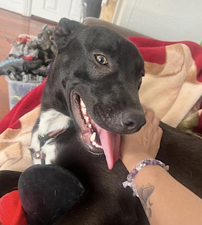 Spike, a Adoptable mixed breed in Sacramento, CA image 2/6