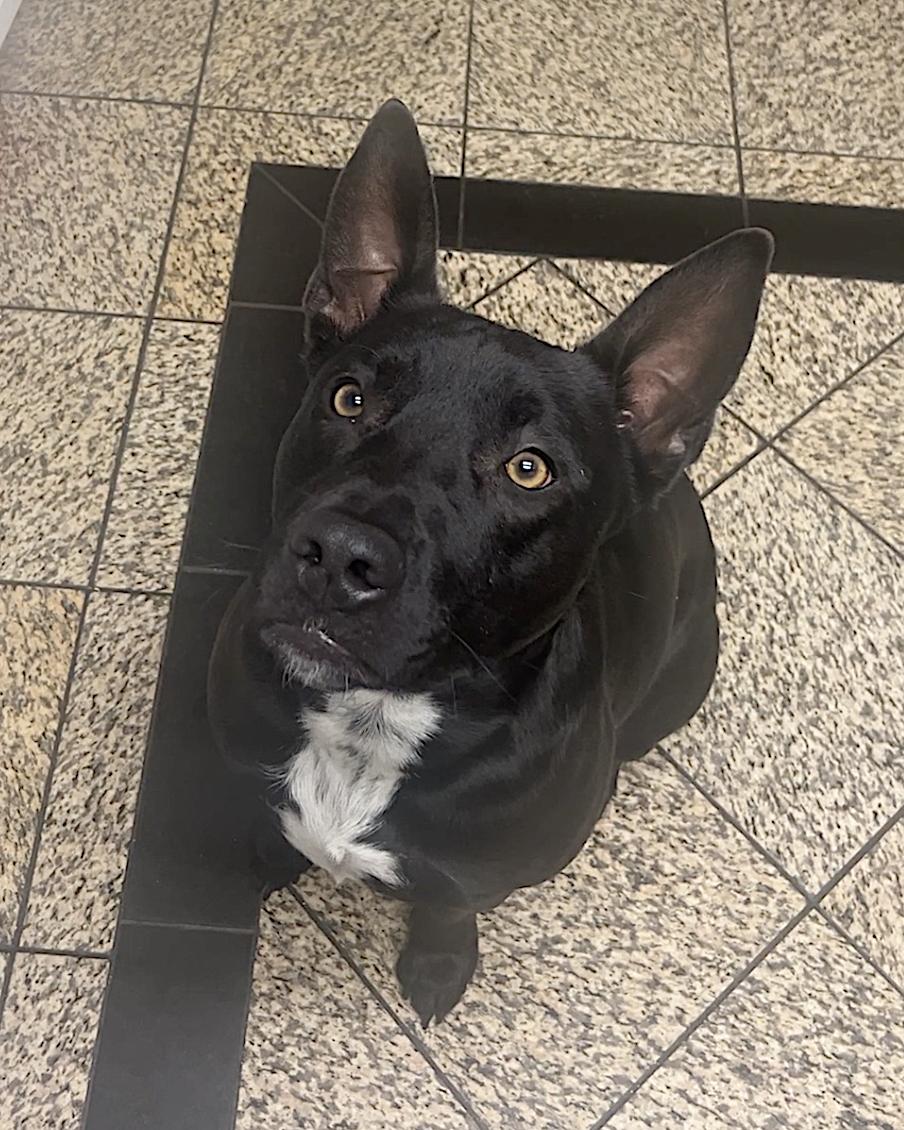 Spike, a Adoptable mixed breed in Sacramento, CA image 5/6