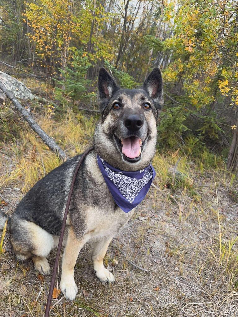 Bugaboo, a Adoptable mixed breed in Yellowknife, NT image 1/6