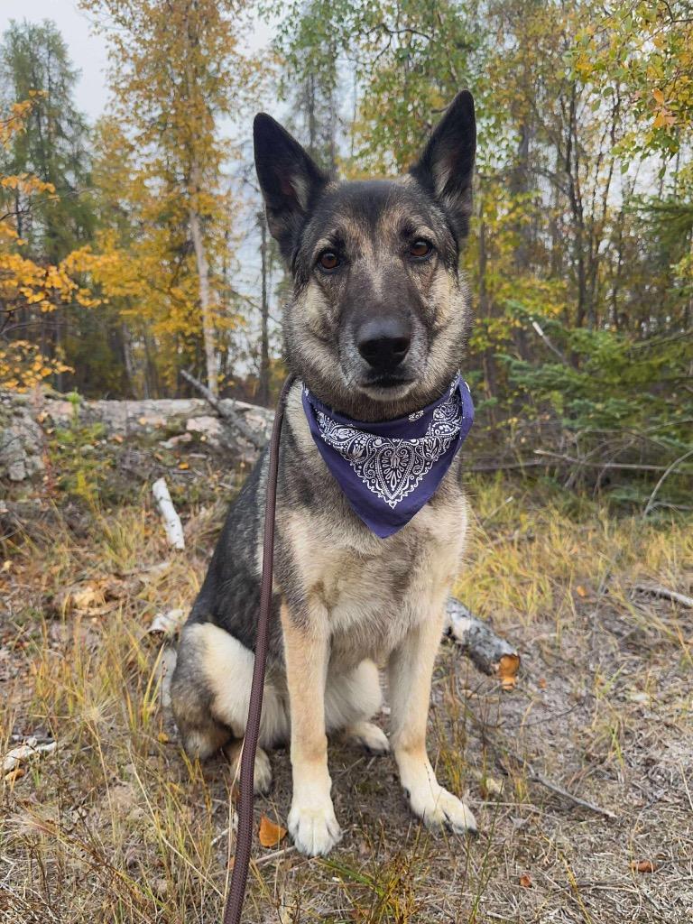 Bugaboo, Adoptable, Adult Female German Shepherd Dog.
