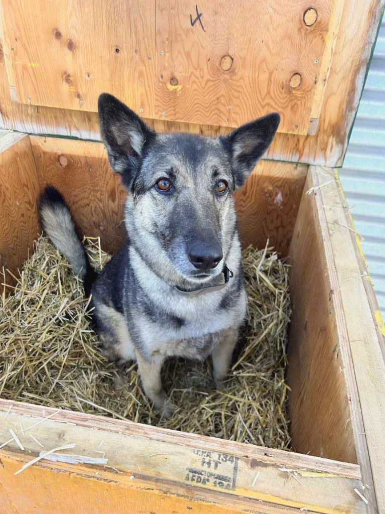 Bugaboo, Adoptable, Adult Female German Shepherd Dog.