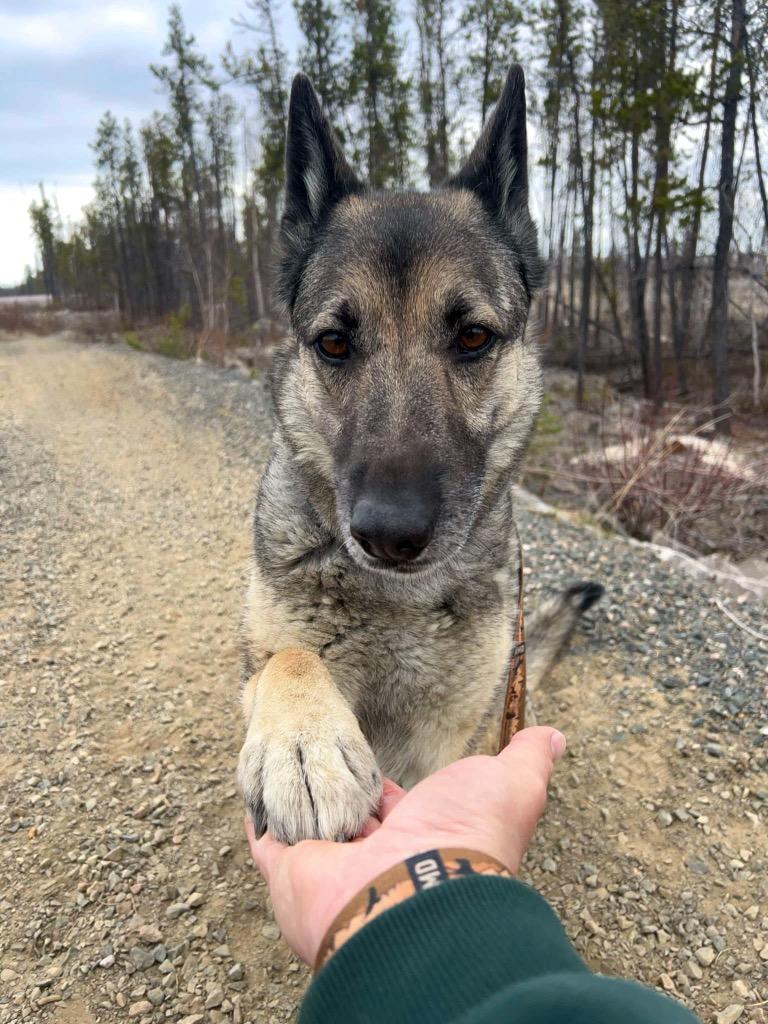 Enlarge Bugaboo, a Adoptable mixed breed in Yellowknife, NT image 1/6