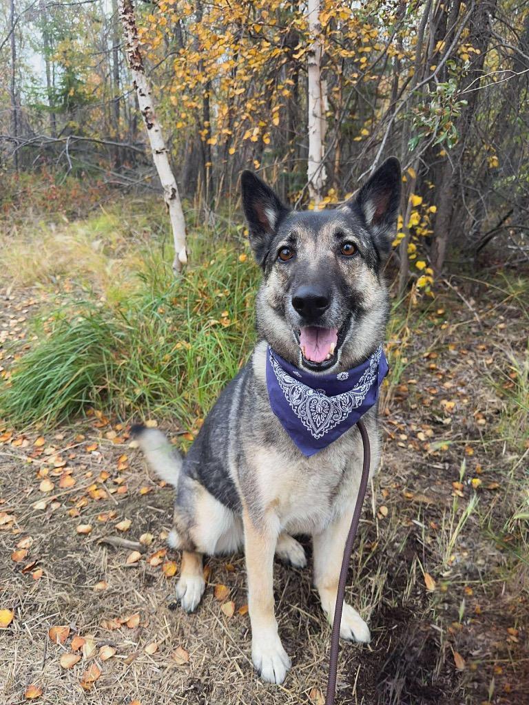 Bugaboo, a Adoptable mixed breed in Yellowknife, NT image 2/6