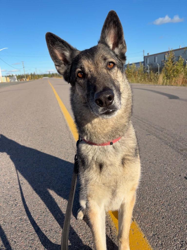 Enlarge Bugaboo, a Adoptable mixed breed in Yellowknife, NT image 1/6