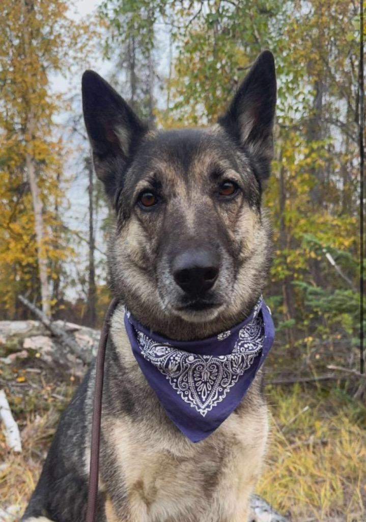 Enlarge Bugaboo, a Adoptable mixed breed in Yellowknife, NT image 2/6