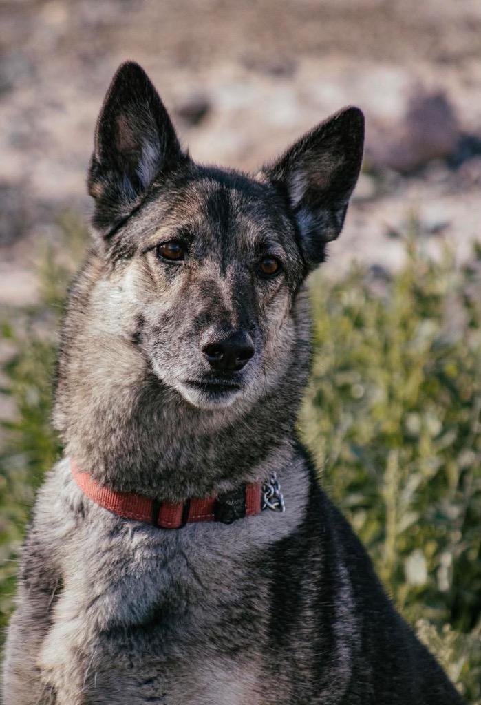 Enlarge Bugaboo, a Adoptable mixed breed in Yellowknife, NT image 2/6