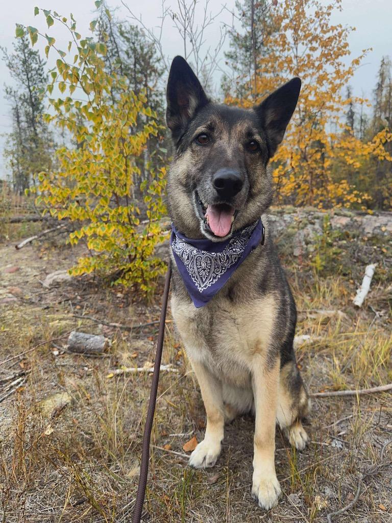 Enlarge Bugaboo, a Adoptable mixed breed in Yellowknife, NT image 6/6