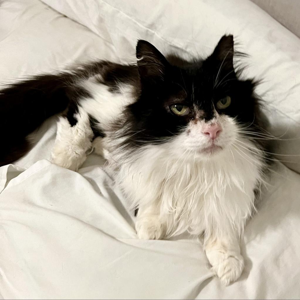 Fitzgerald, Adoptable, Senior Male Domestic Long Hair.