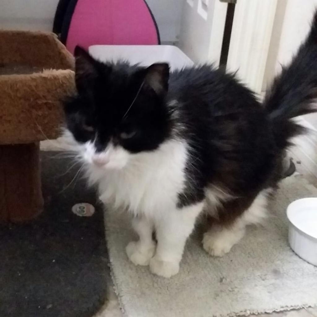 Fitzgerald, a Adoptable Domestic Long Hair in Gainesville, FL image 2/2