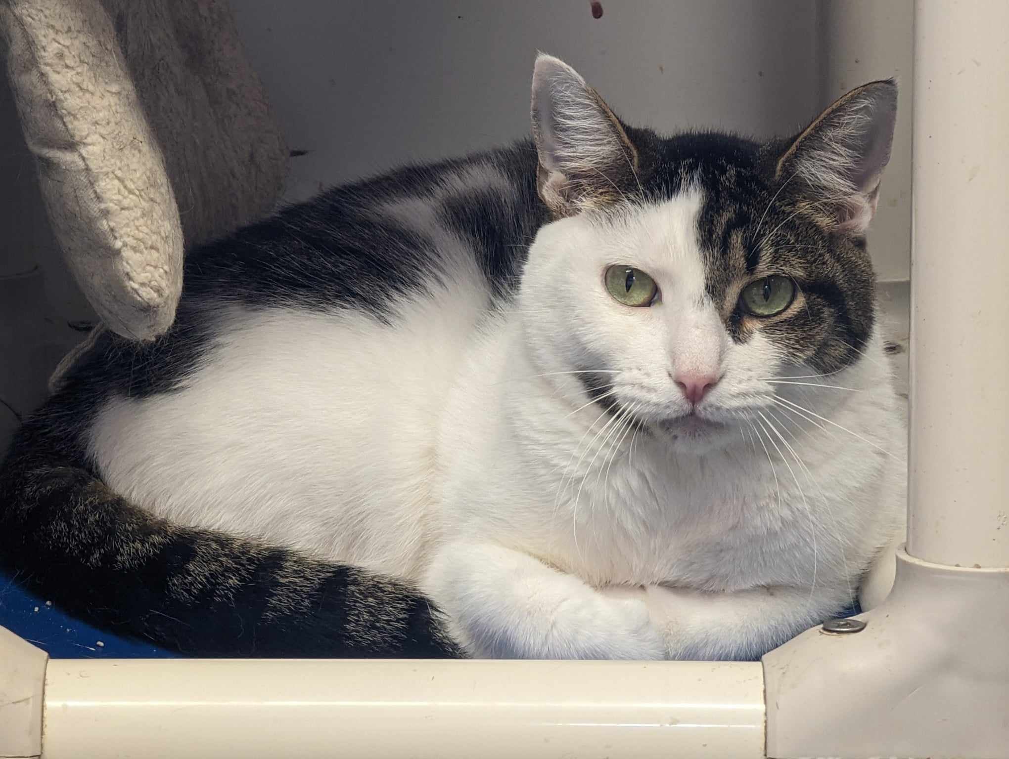 Alaric Saltzman, Adoptable, Adult Male Domestic Short Hair.