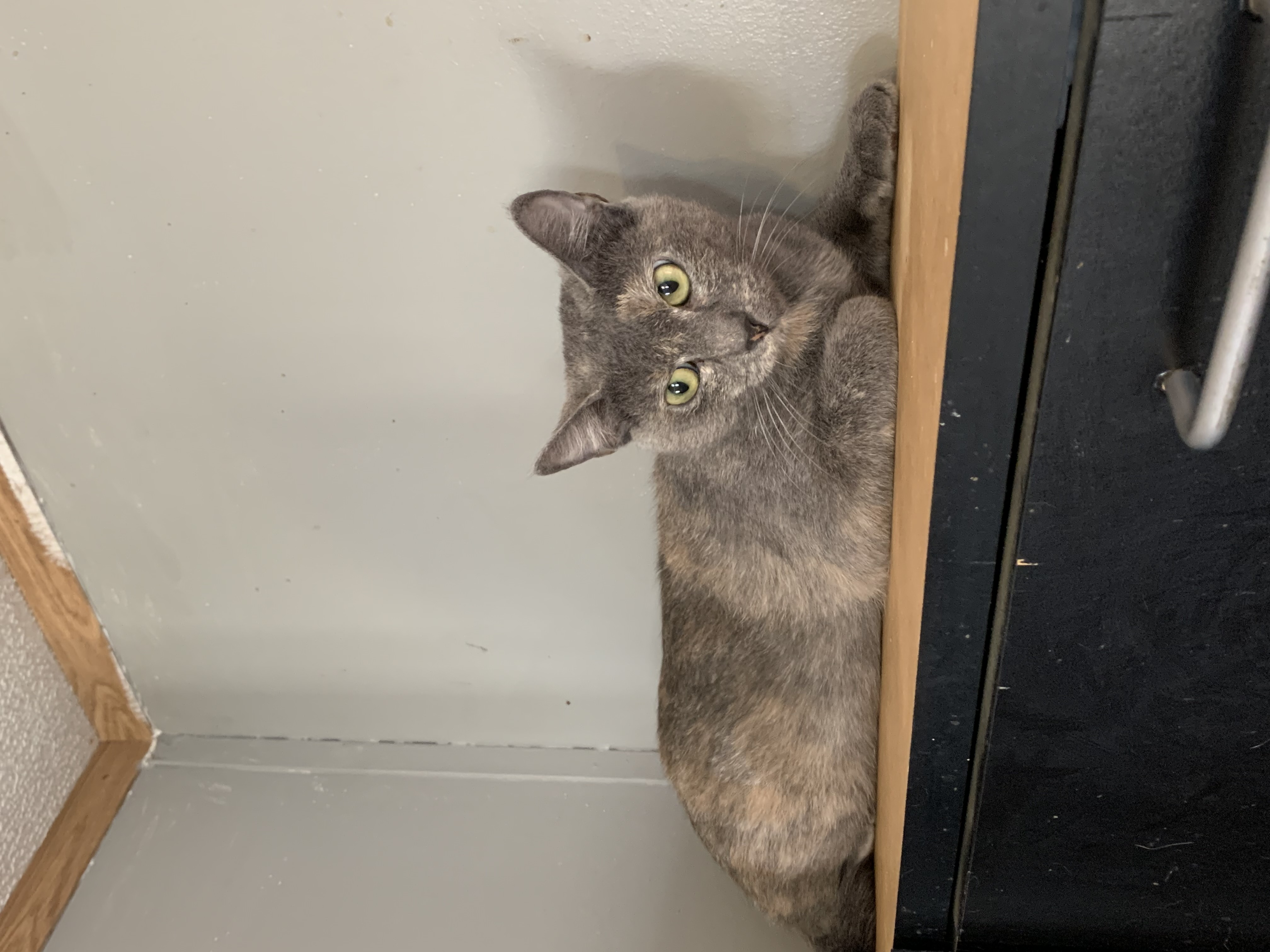 Enlarge Clam, a Adoptable American Shorthair in Lubbock, TX image 1/2