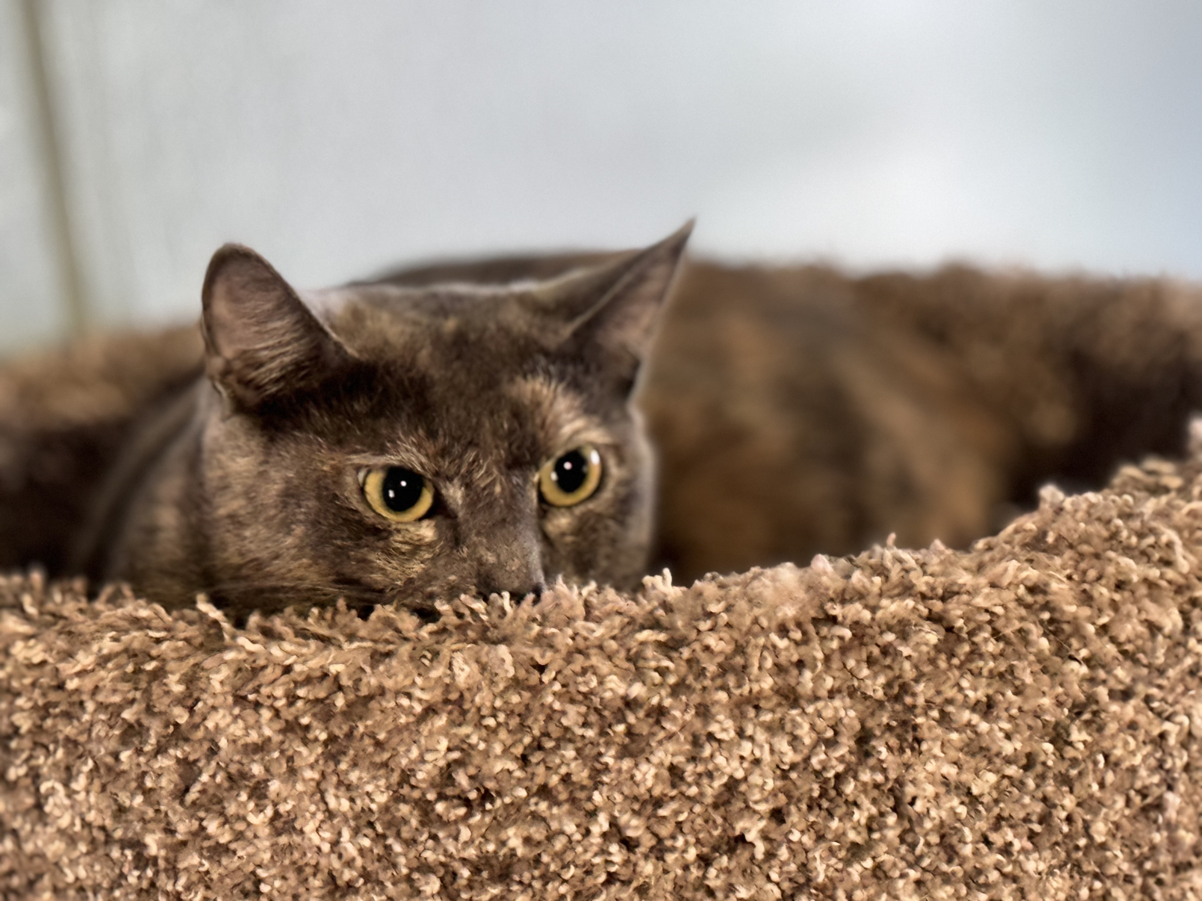 Enlarge Clam, a Adoptable American Shorthair in Lubbock, TX image 2/2