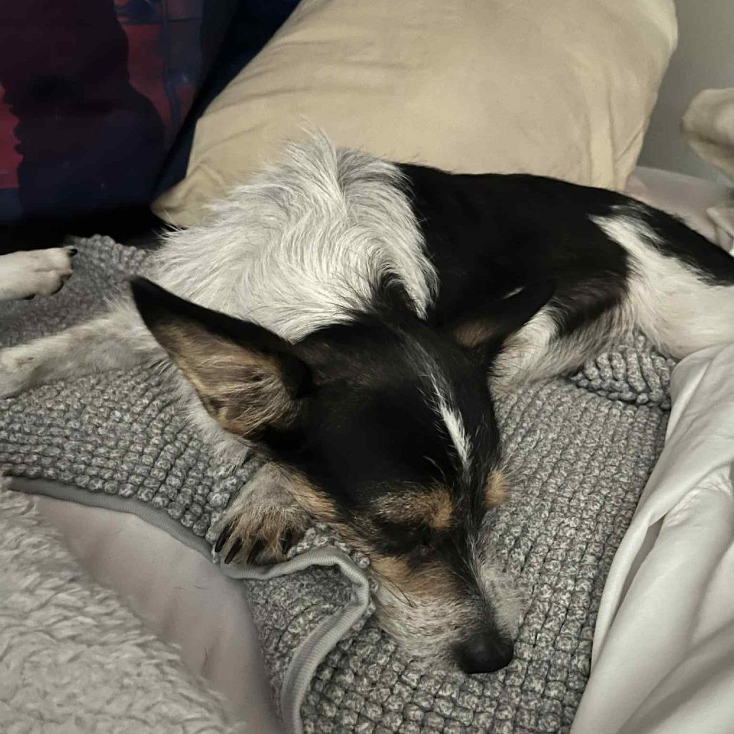 Enlarge Mocha, a Adoptable mixed breed in Tomball, TX image 1/1