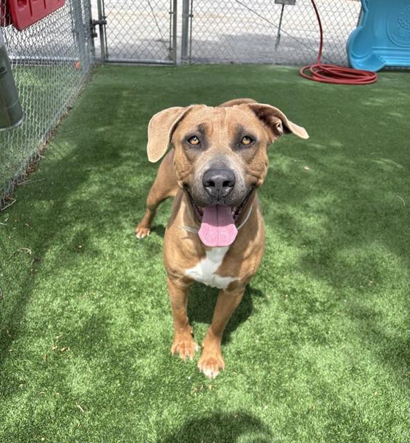 Enlarge PENNY, a Adoptable mixed breed in Castaic, CA image 1/1