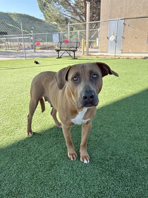 Enlarge PENNY, a Adoptable mixed breed in Castaic, CA image 1/1