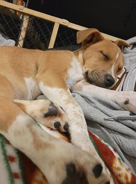 Enlarge Katie, an adopted mixed breed in Sparta, NJ image 4/6