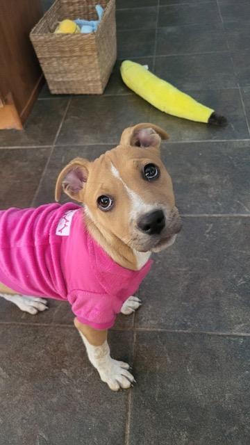 Enlarge Katie, an adopted mixed breed in Sparta, NJ image 5/6