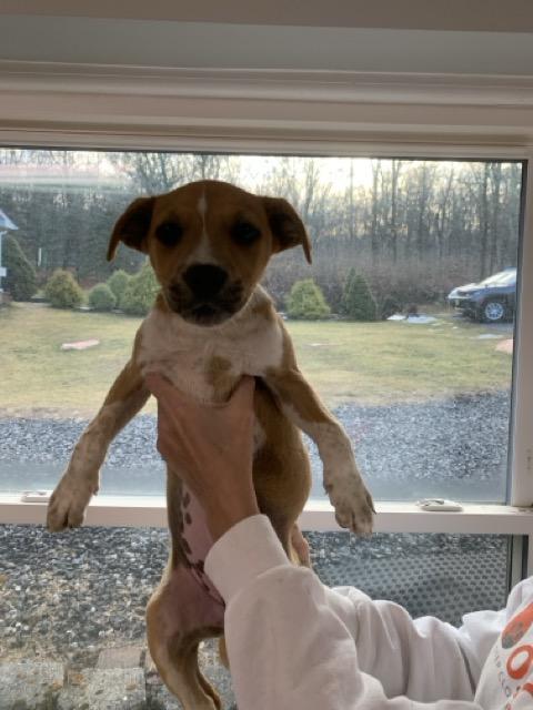 Enlarge Katie, an adopted mixed breed in Sparta, NJ image 6/6