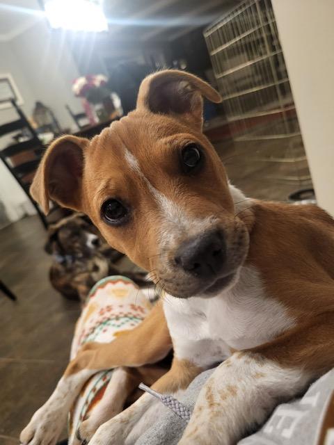 Enlarge Katie, an adopted mixed breed in Sparta, NJ image 2/6