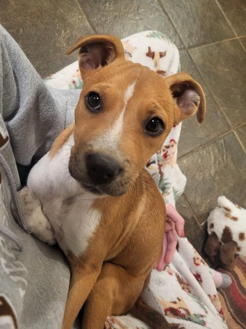 Enlarge Katie, an adopted mixed breed in Sparta, NJ image 1/6