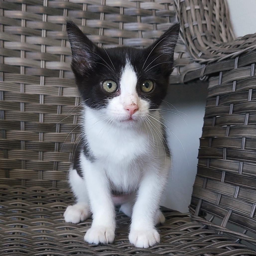 Hazel, a Adoptable Domestic Short Hair in Ponca City, OK image 1/3