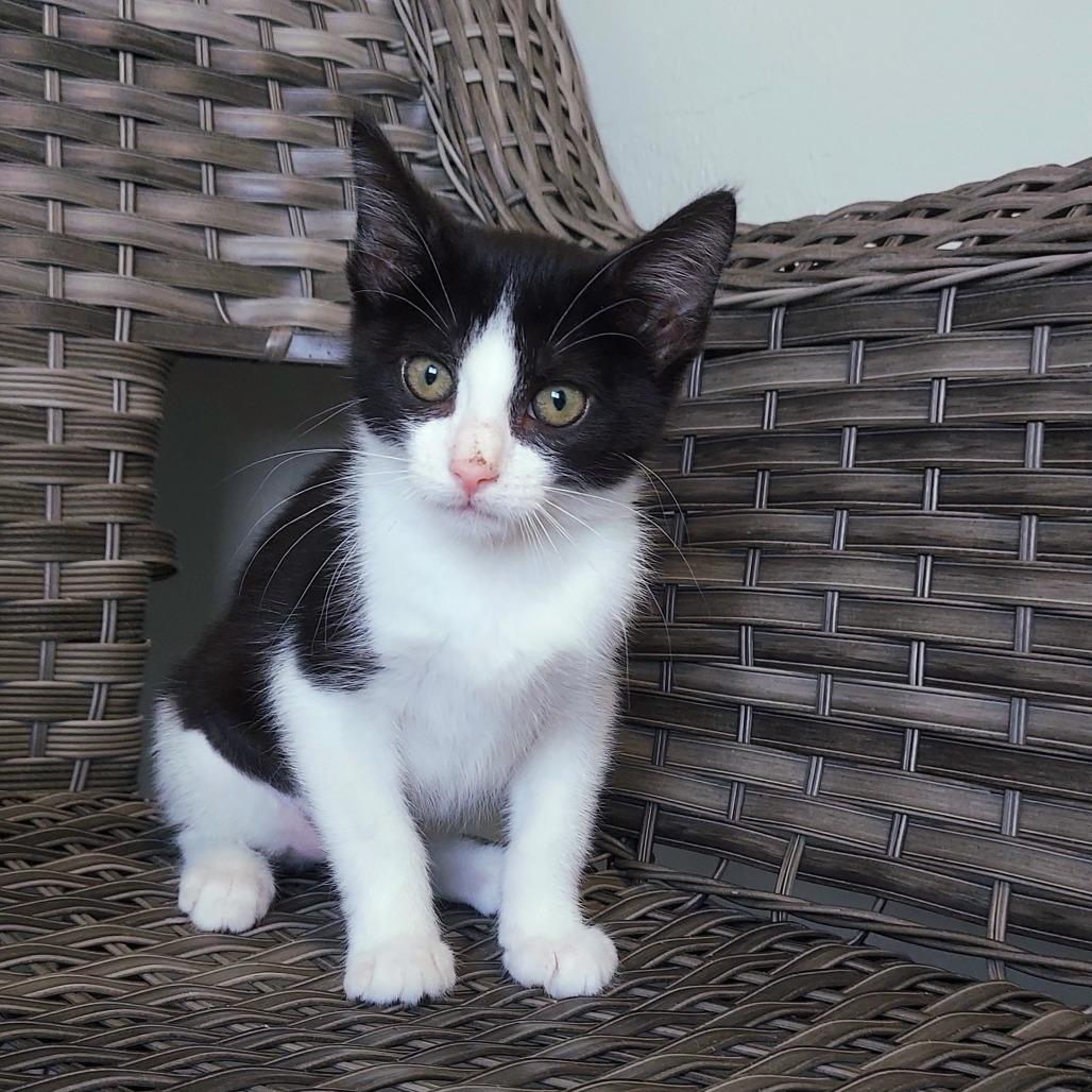 Hazel, a Adoptable Domestic Short Hair in Ponca City, OK image 2/3