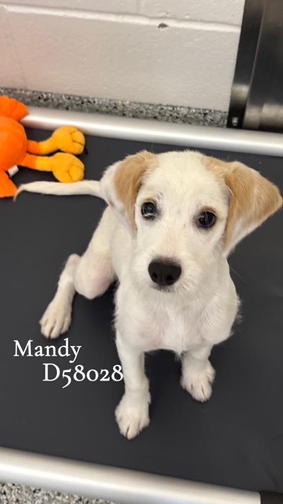 Mandy, Adoptable, Puppy Female Mixed Breed.