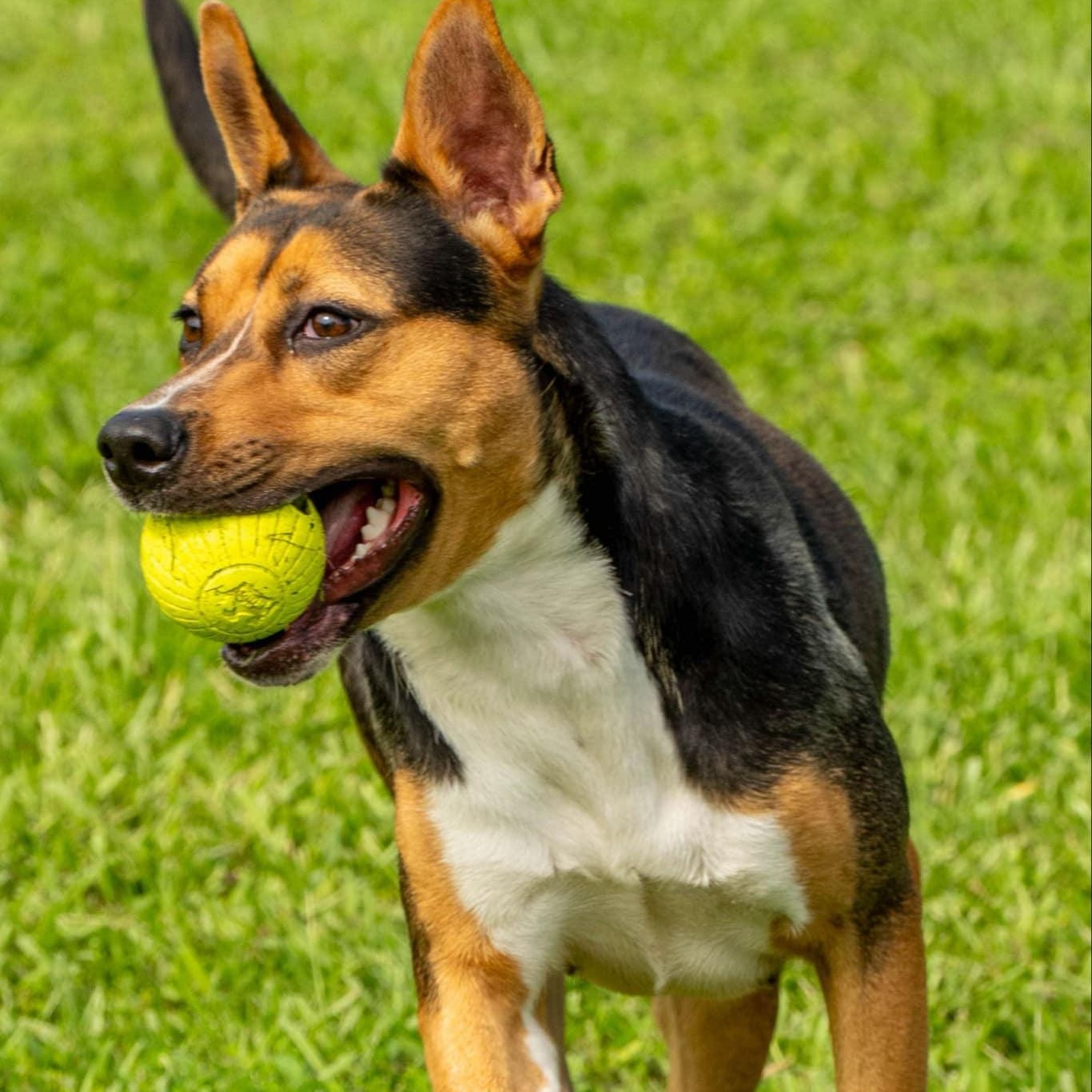 Cricket