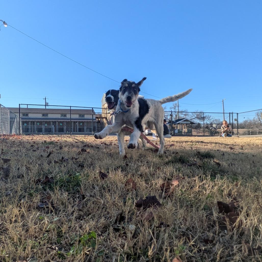 Charm, Adoptable, Puppy Female Mixed Breed.