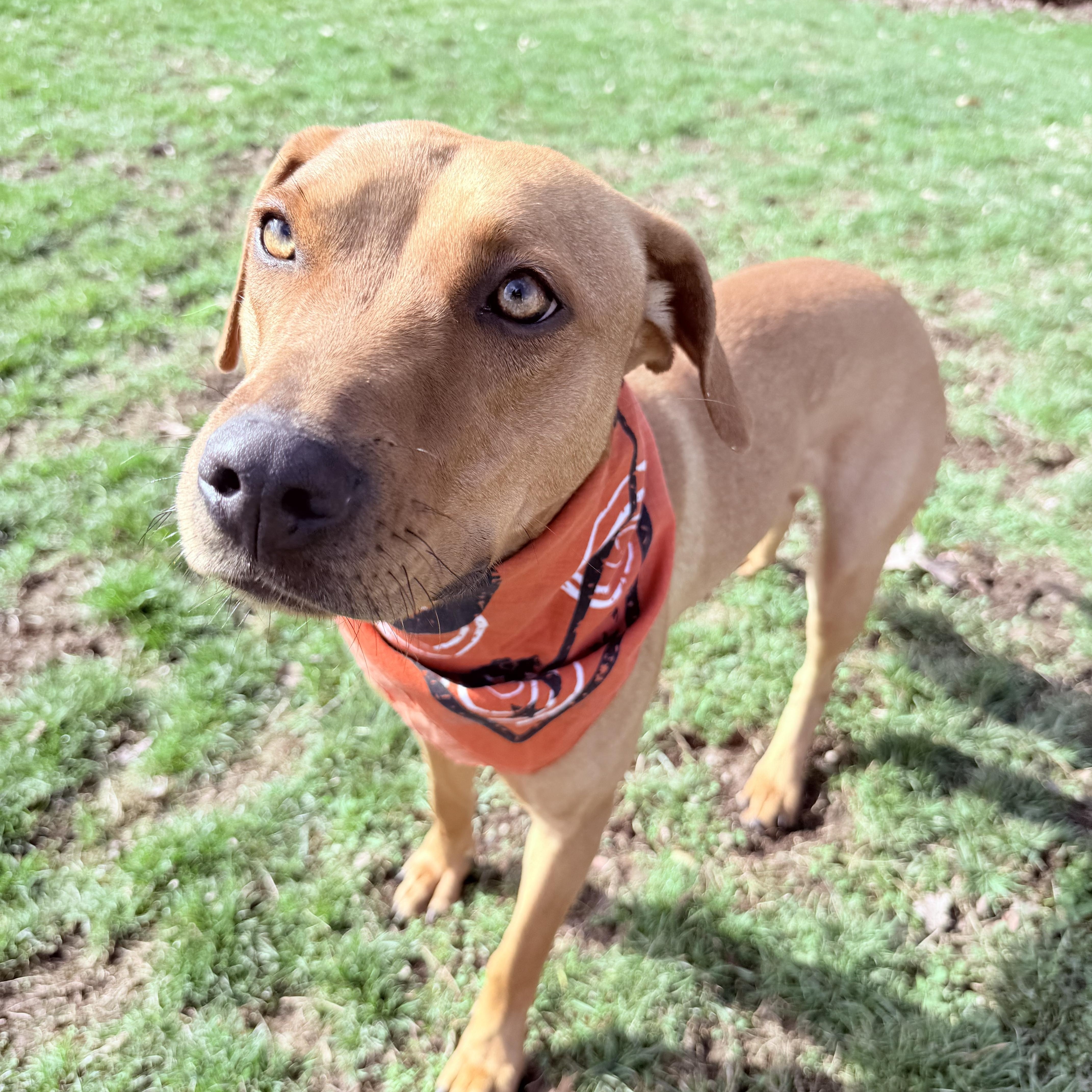 Enlarge Ruby , a ADOPTABLE mixed breed in Clinton, PA image 5/5