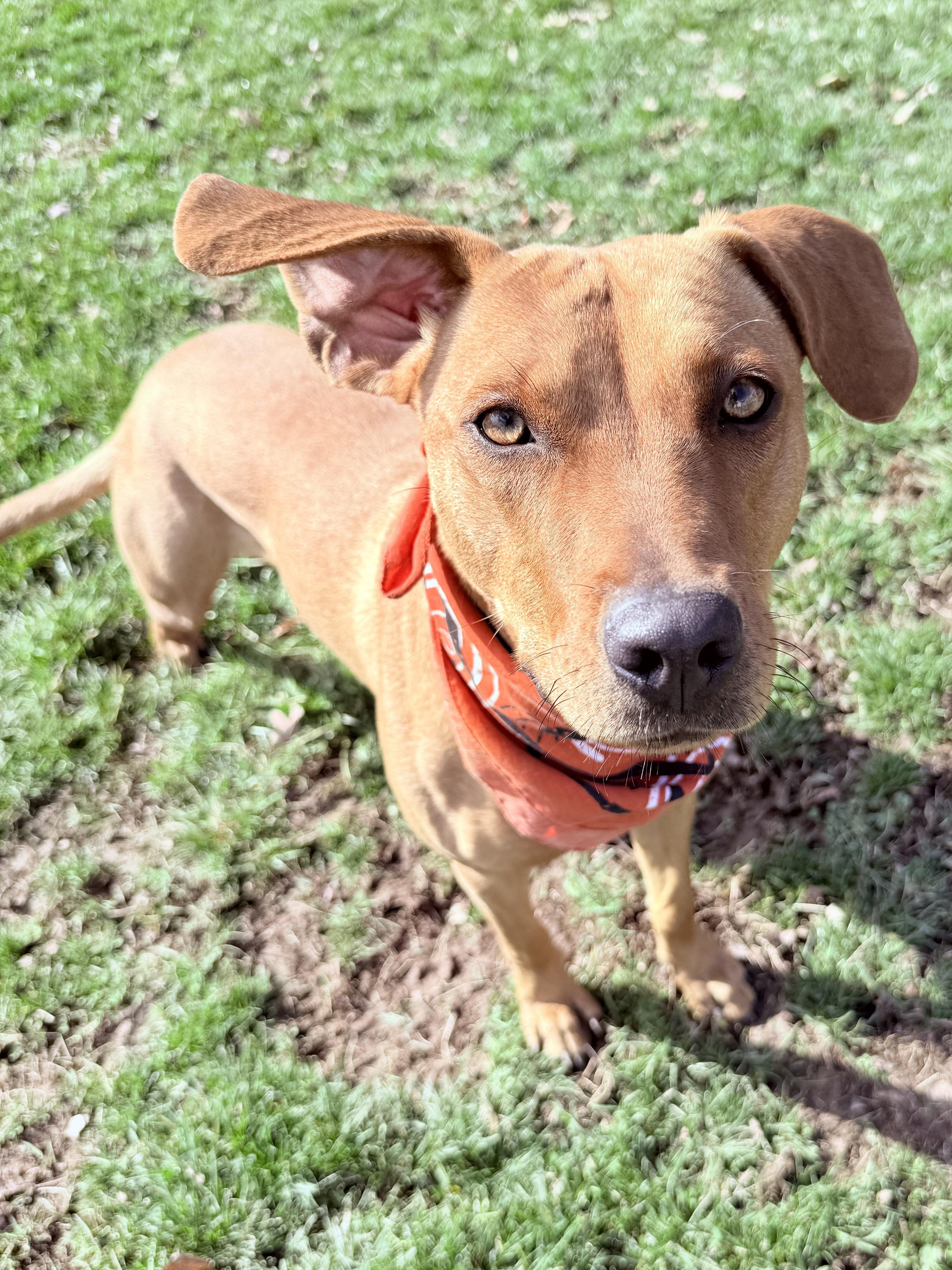 Enlarge Ruby , a ADOPTABLE mixed breed in Clinton, PA image 3/5