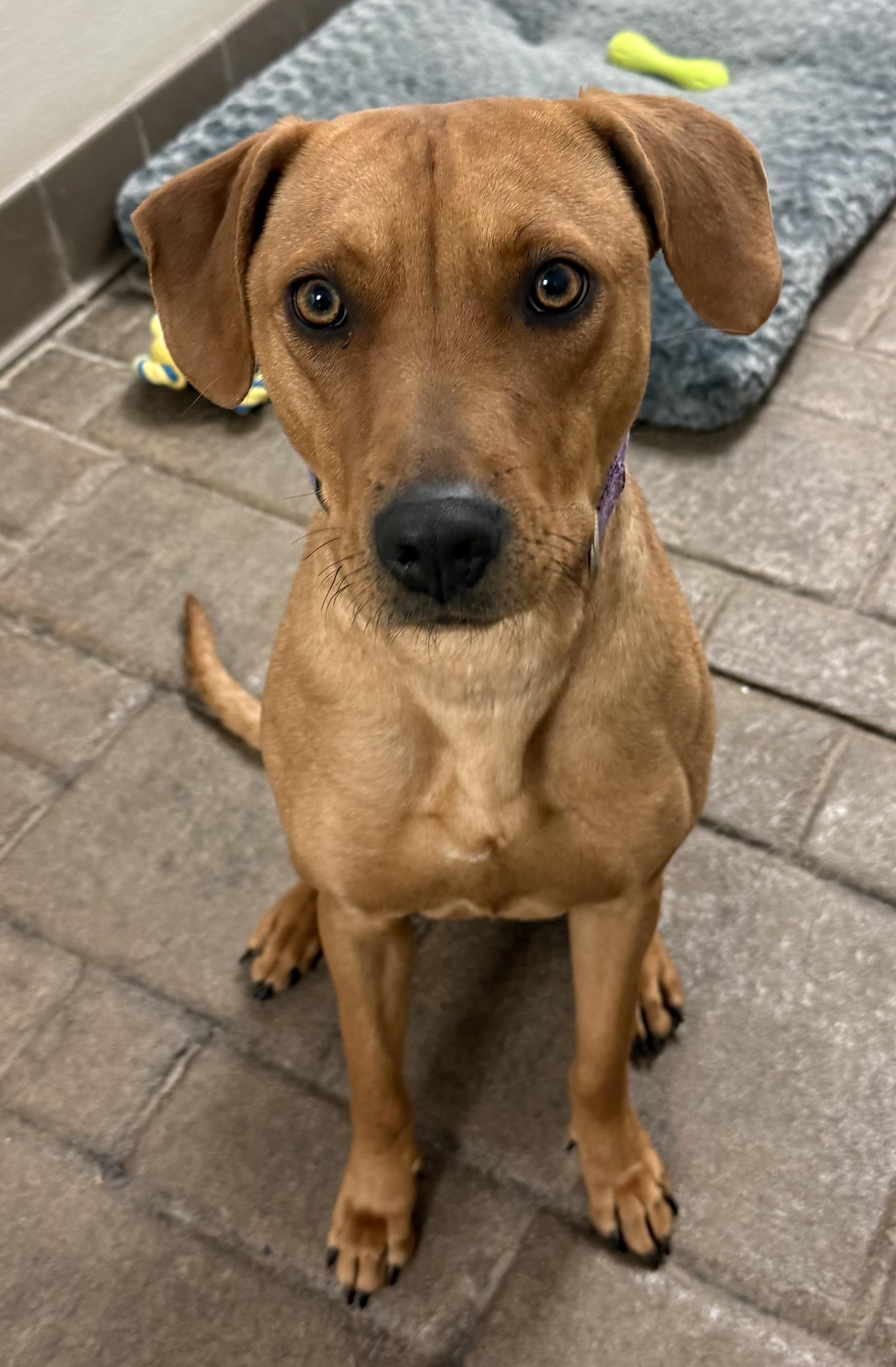 Ruby , ADOPTABLE, Young Female Rhodesian Ridgeback & Coonhound.