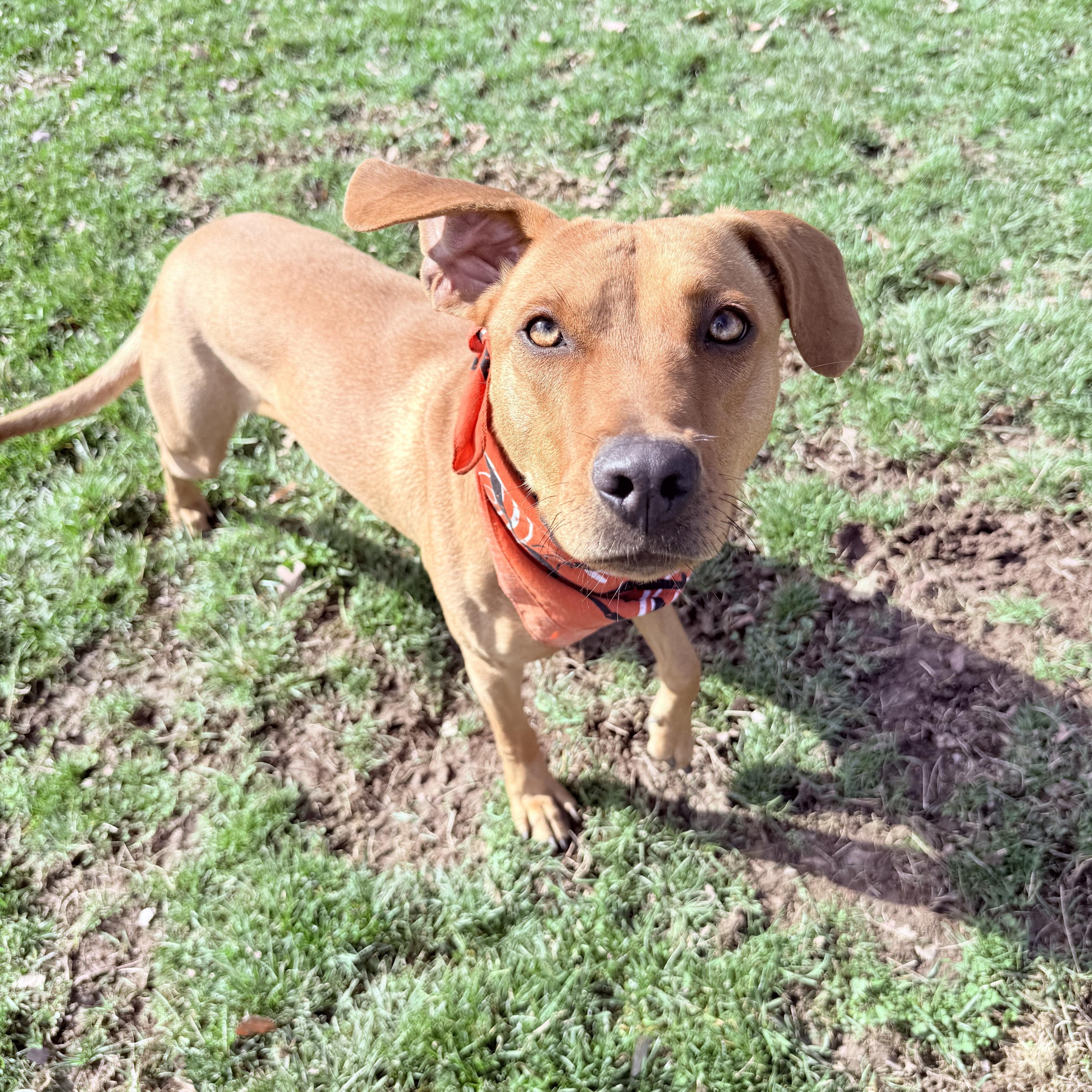 Enlarge Ruby , a ADOPTABLE mixed breed in Clinton, PA image 1/5