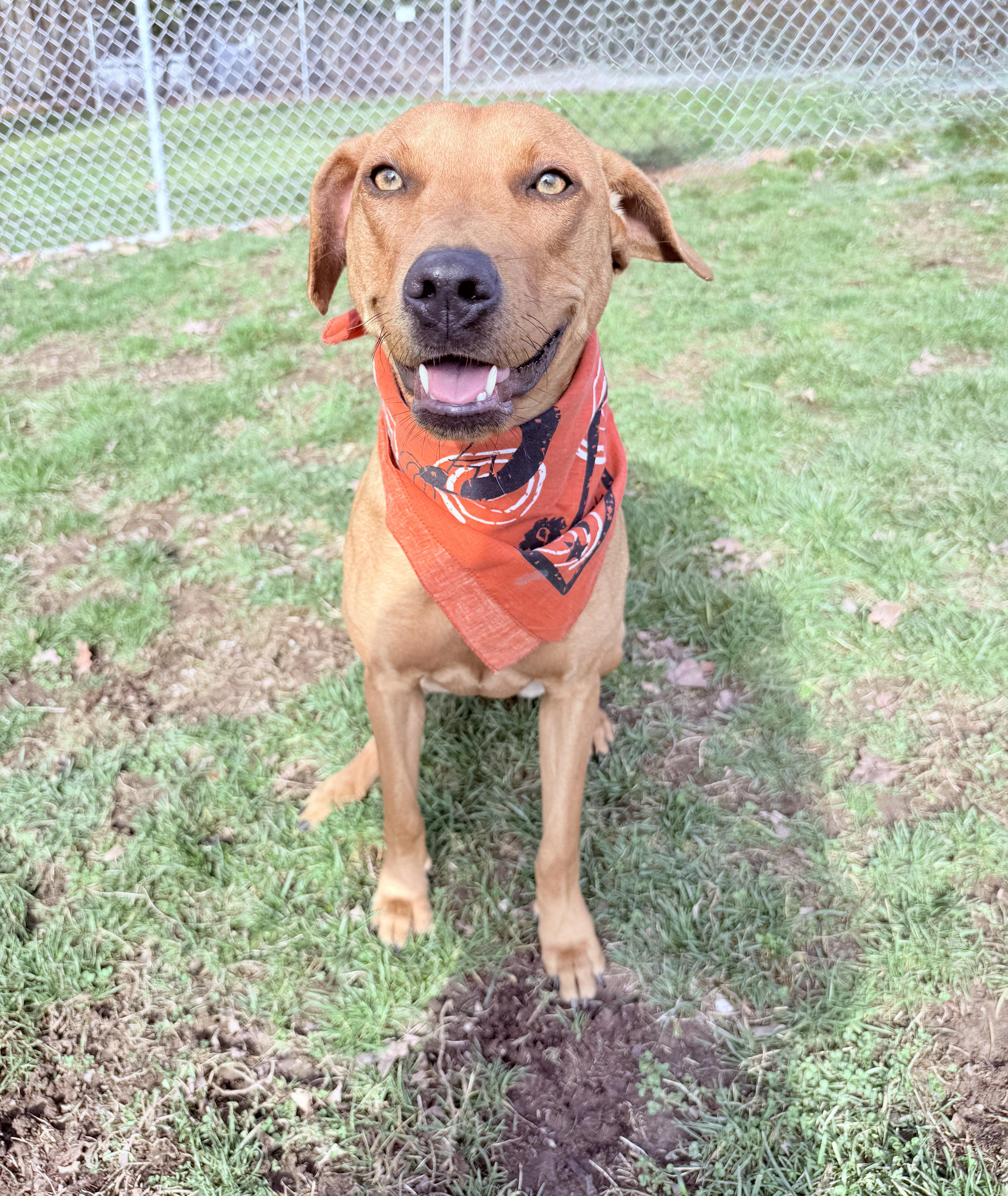 Enlarge Ruby , a ADOPTABLE mixed breed in Clinton, PA image 4/5