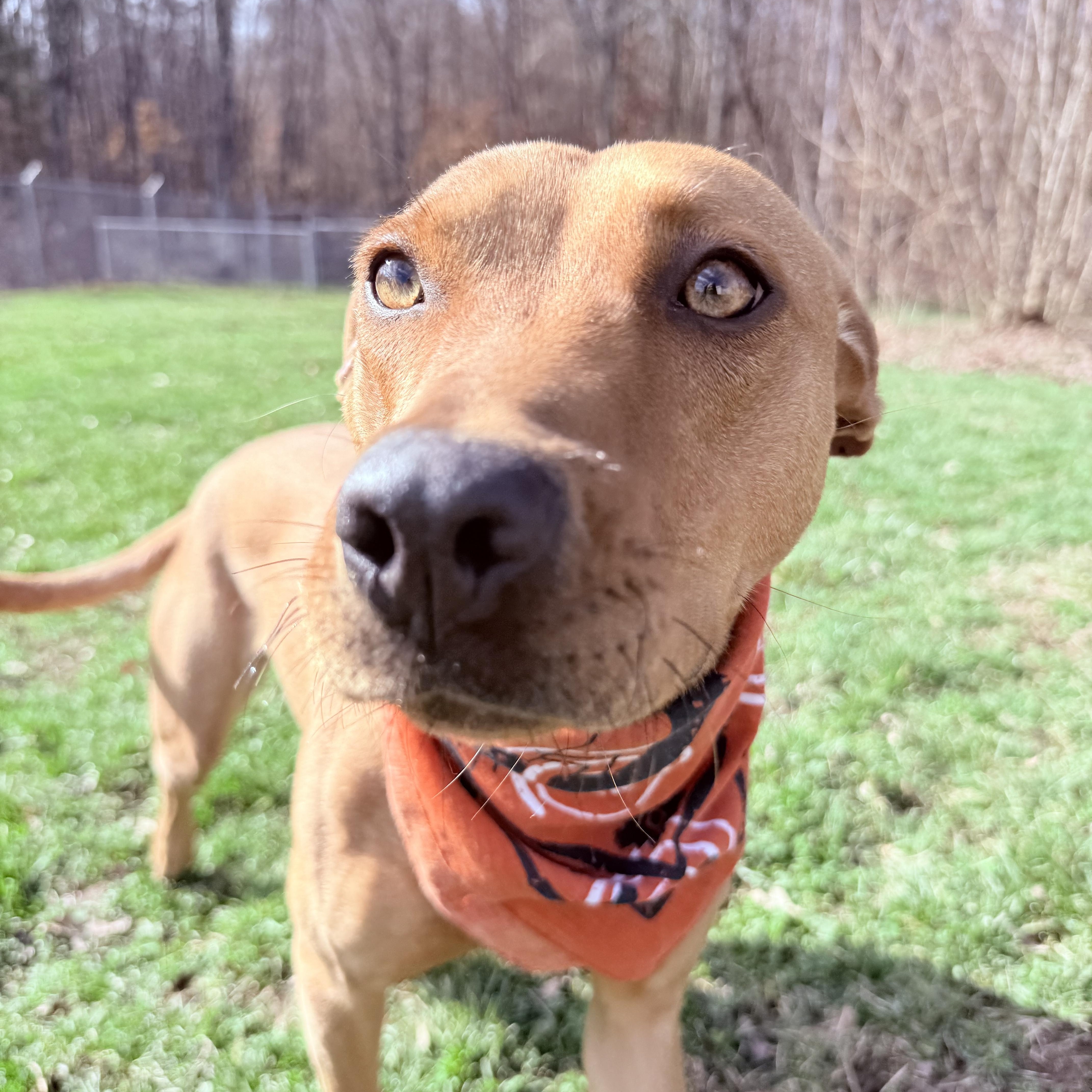 Enlarge Ruby , a ADOPTABLE mixed breed in Clinton, PA image 2/5