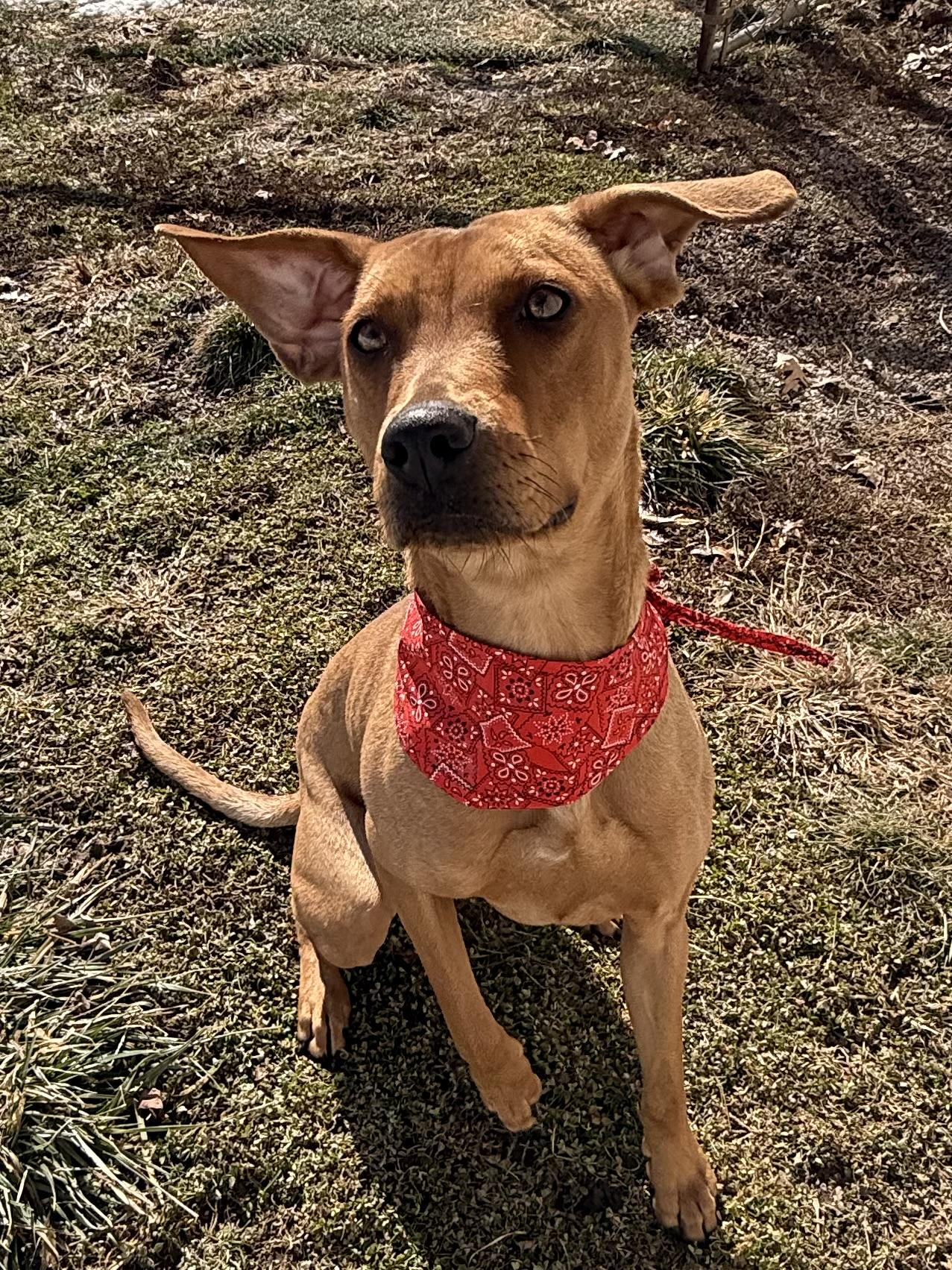 Enlarge Ruby , a ADOPTABLE mixed breed in Clinton, PA image 5/6