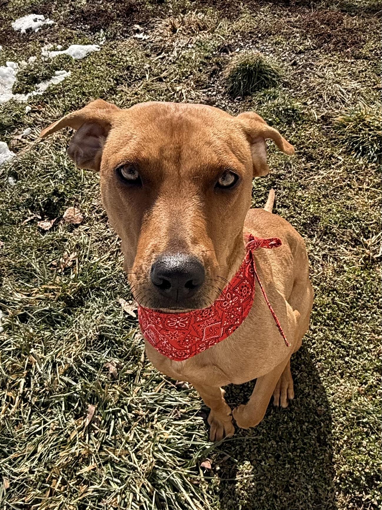 Enlarge Ruby , a ADOPTABLE mixed breed in Clinton, PA image 3/6