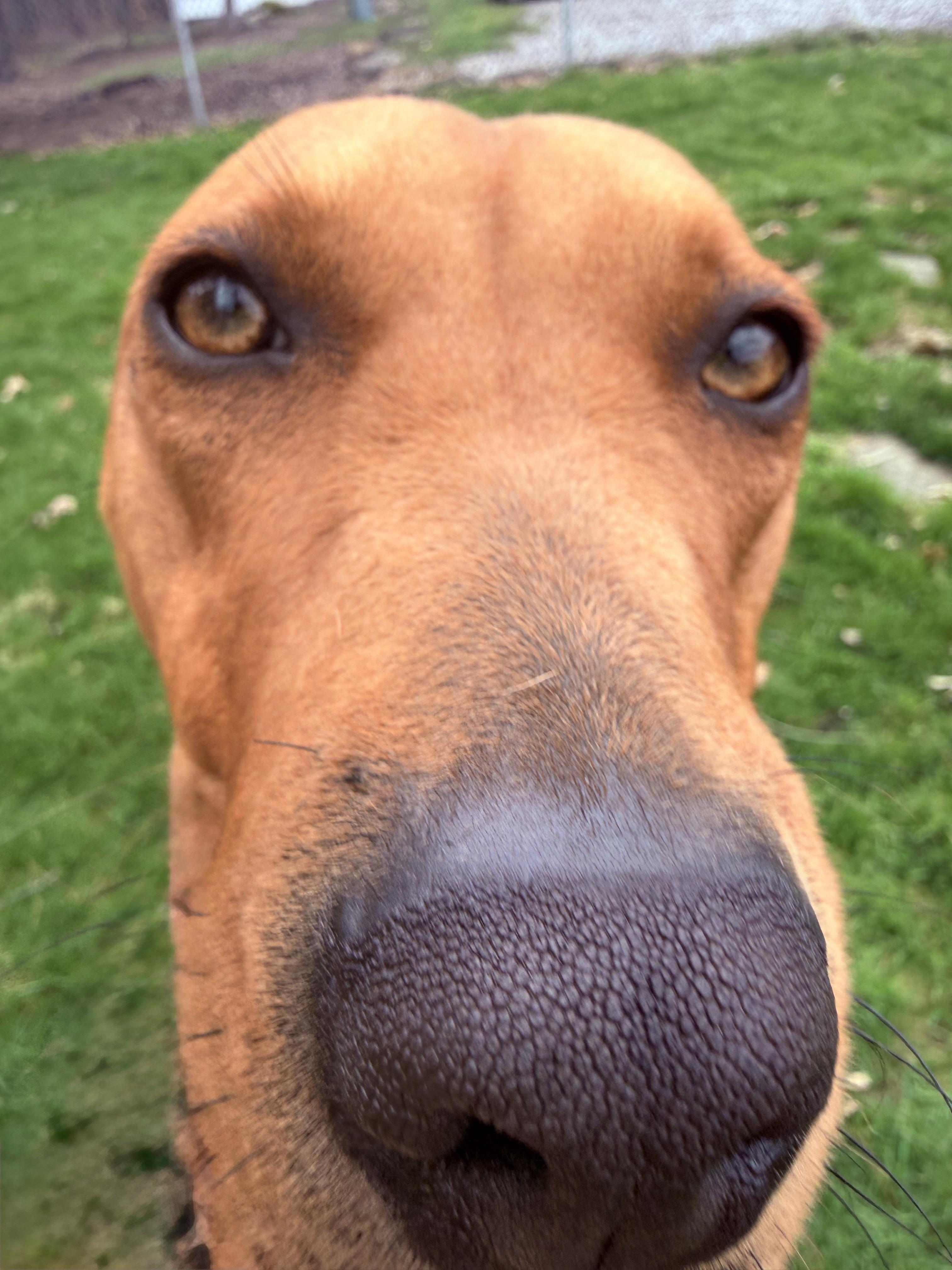 Enlarge Ruby , a ADOPTABLE mixed breed in Clinton, PA image 1/6