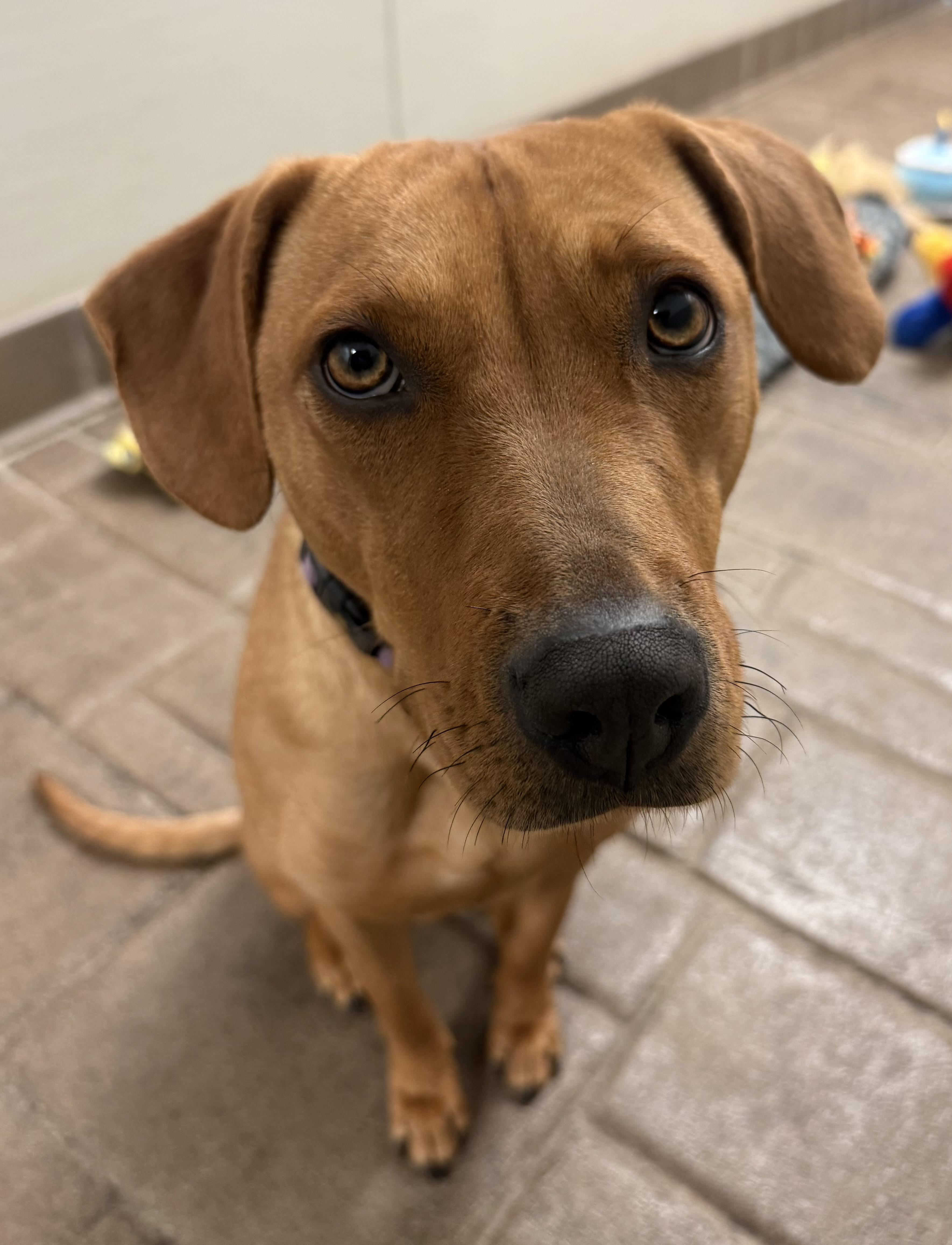 Enlarge Ruby , a ADOPTABLE mixed breed in Clinton, PA image 4/6