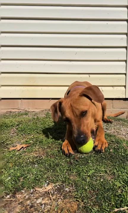 Enlarge Ruby , a ADOPTABLE mixed breed in Clinton, PA video 2/6