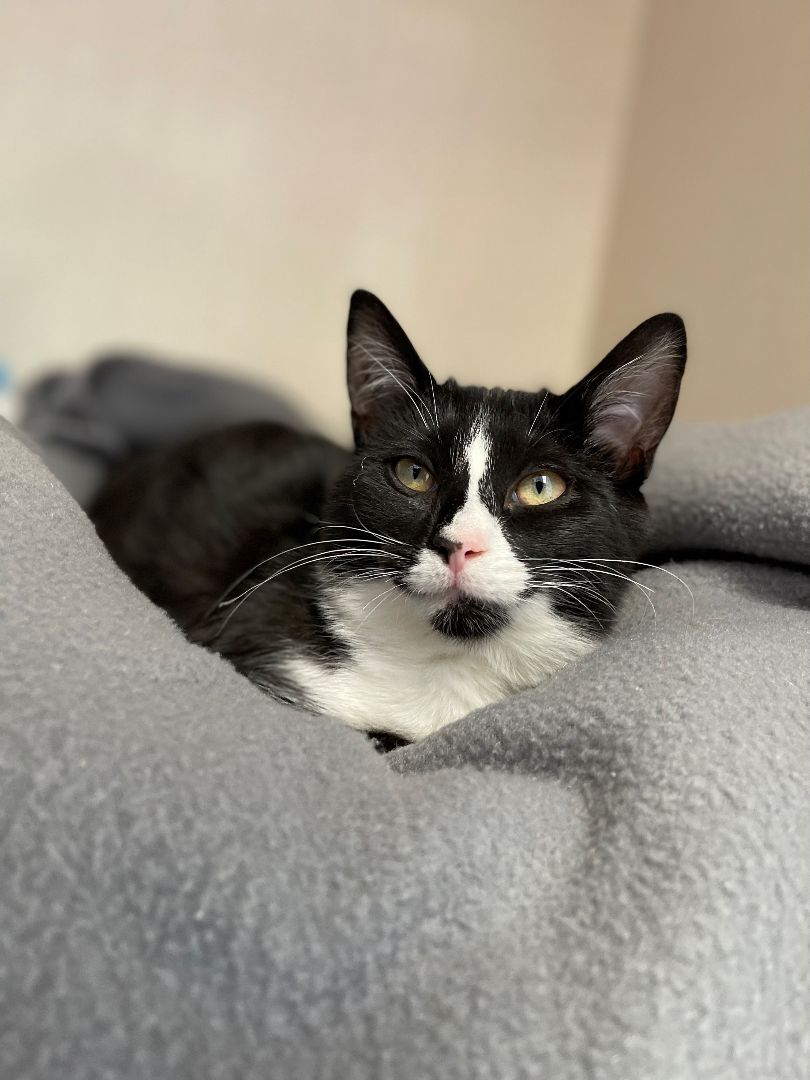 Zendaya, Adoptable, Young Female Domestic Short Hair.