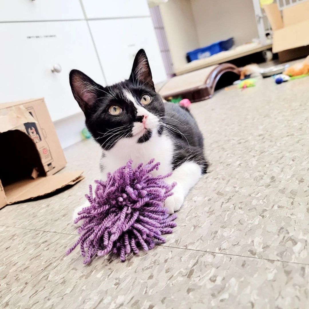 Zendaya, a Adoptable mixed breed in Smithtown, NY image 2/8