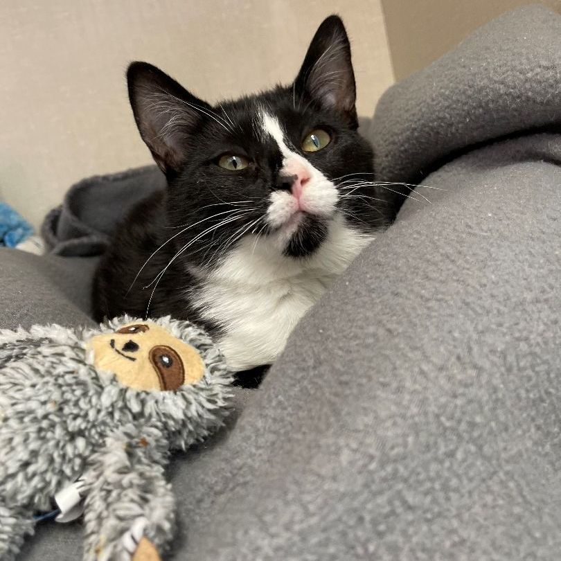 Zendaya, a Adoptable mixed breed in Smithtown, NY image 3/8