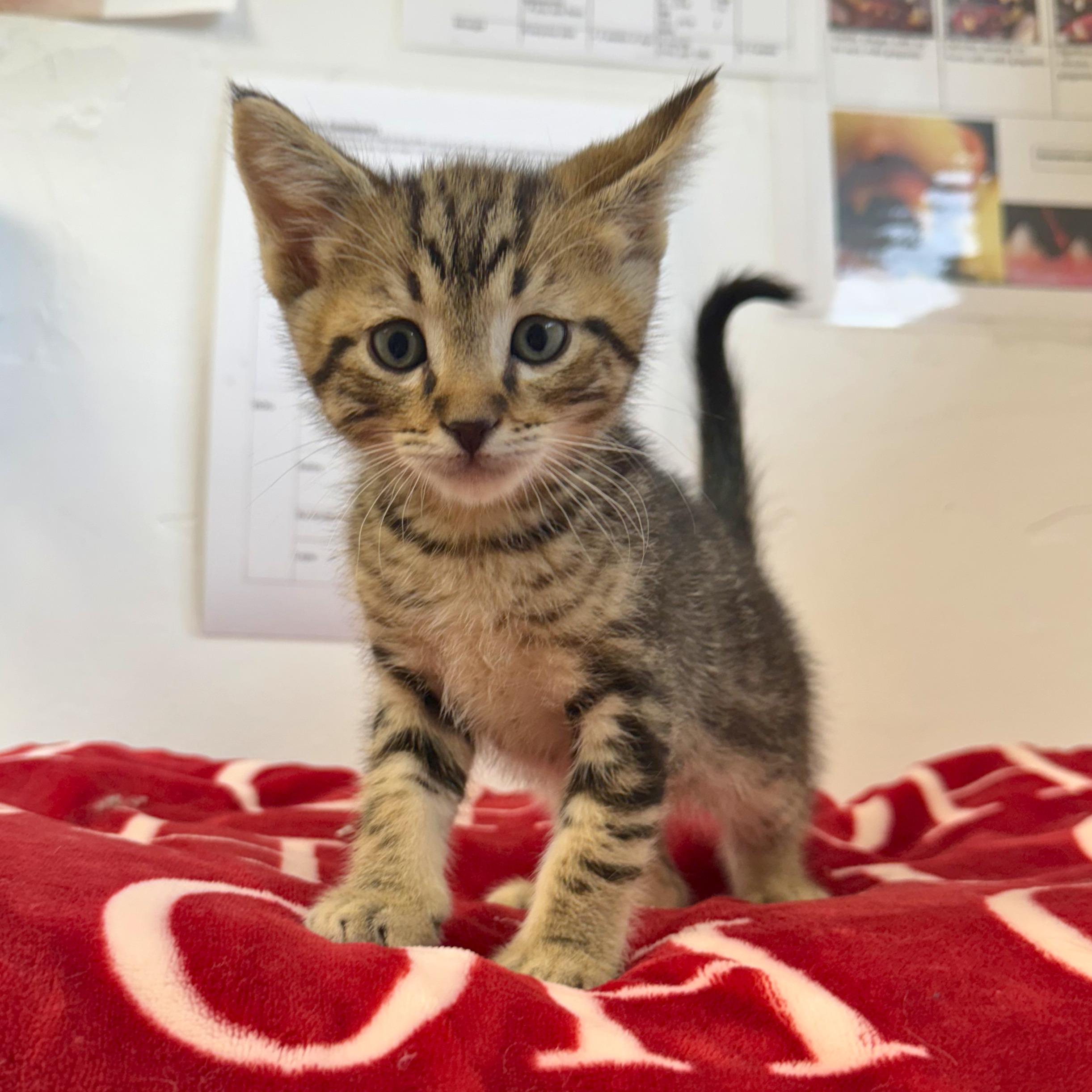 Peanut, an adopted Domestic Short Hair in Ridgway, CO image 2/4
