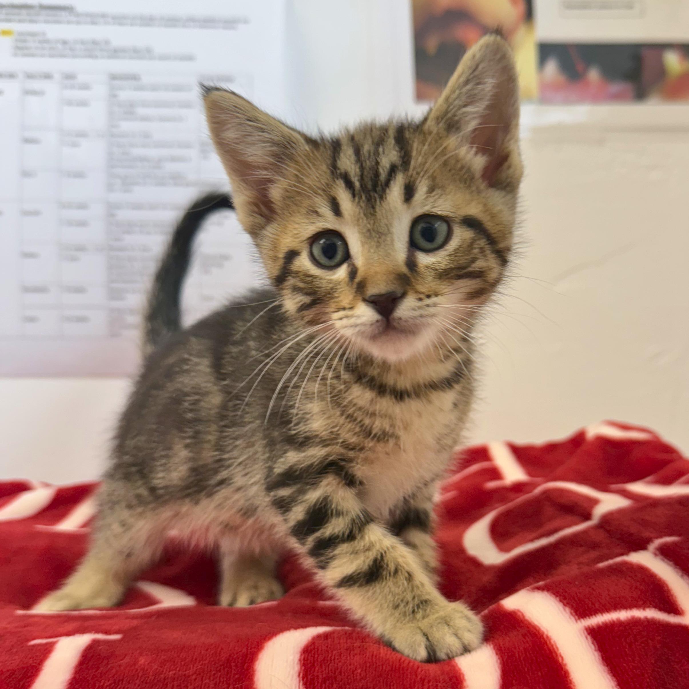 Peanut, an adopted Domestic Short Hair in Ridgway, CO image 4/4