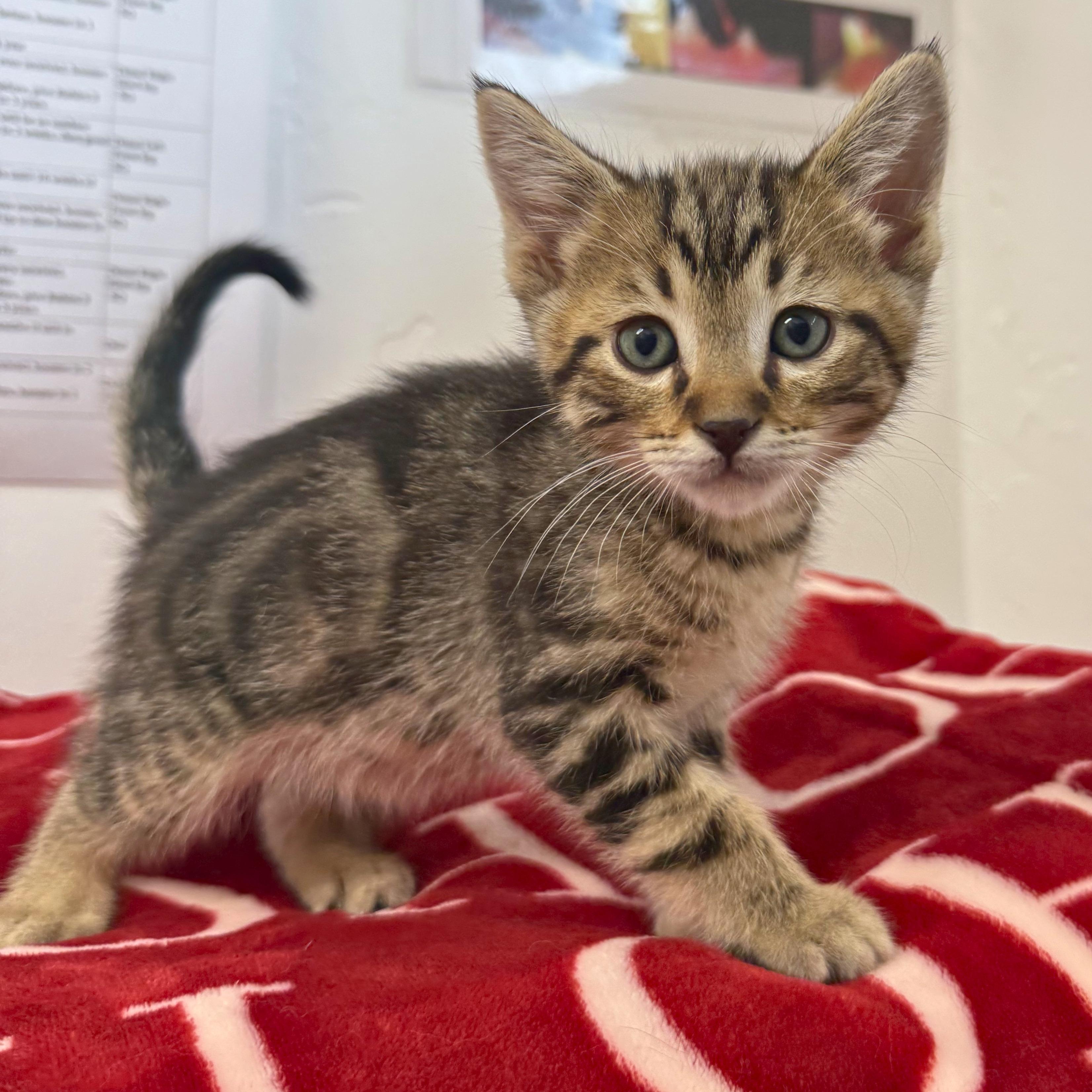 Peanut, an adopted Domestic Short Hair in Ridgway, CO image 3/4