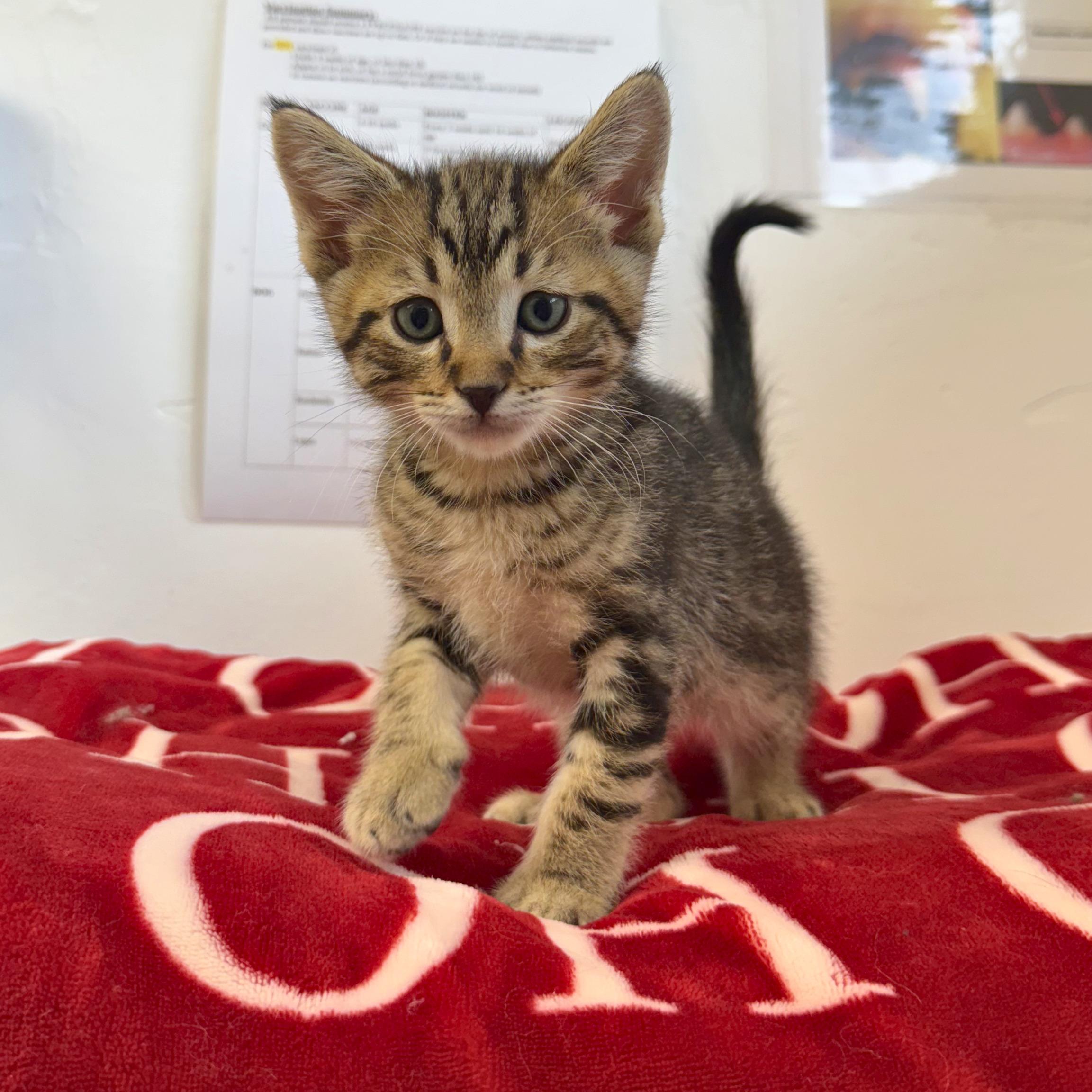 Peanut, adopted, Kitten Male Domestic Short Hair.