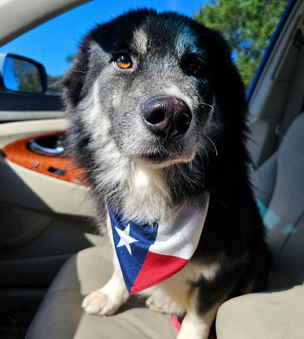 Enlarge KODA, a Adoptable mixed breed in East Syracuse, NY image 6/6