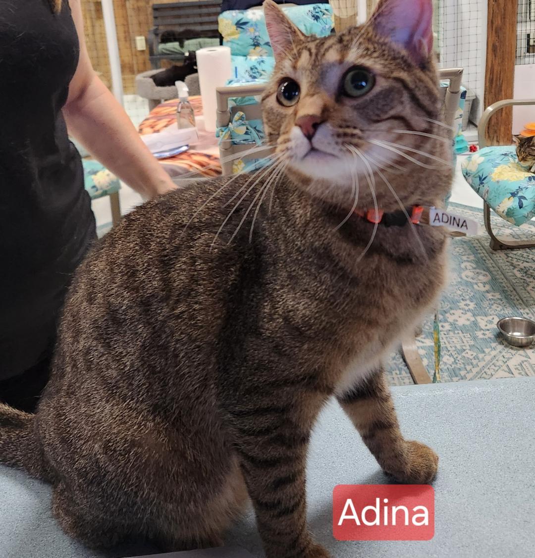 Enlarge Adina, a Adoptable mixed breed in Las Cruces, NM image 2/2