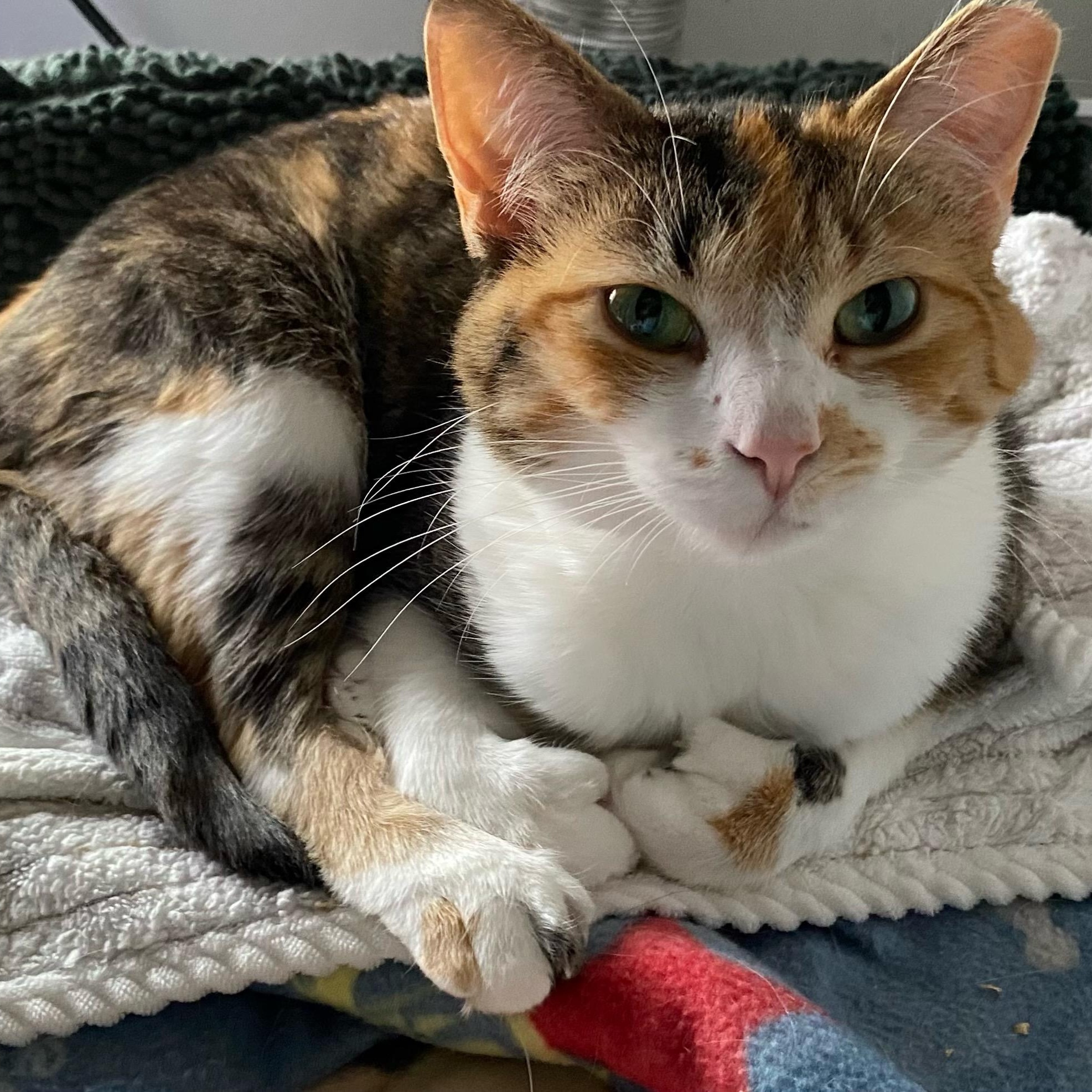 Kellogg “Kelley”, Adoptable, Adult Female Domestic Short Hair.